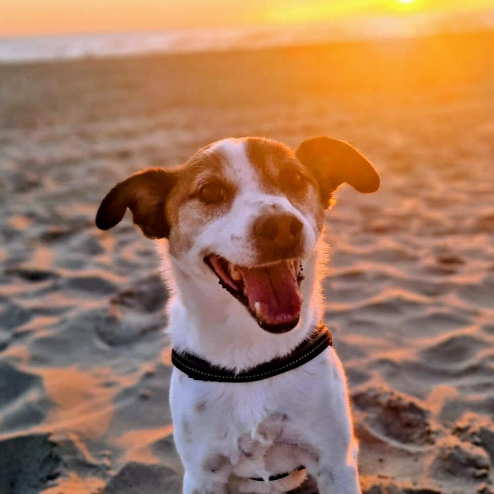 Image of George the Dog